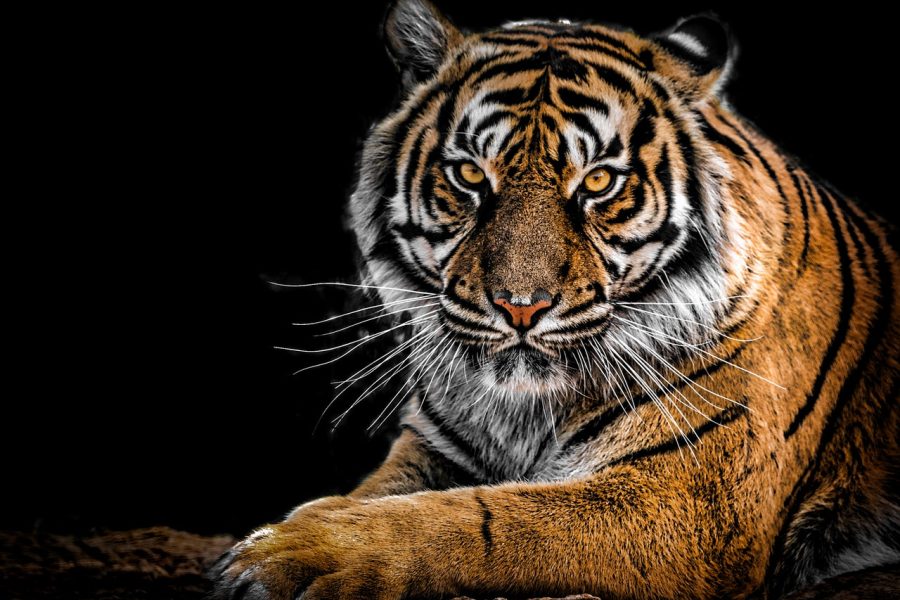 Sundarbans – Land of Royal Bengal Tigers
